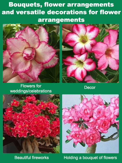 Luxury fragrance, zero fuss. Grows anywhere, thrives on neglect. Fresh from the nursery — guaranteed to bloom or your money back. Only 70 left!