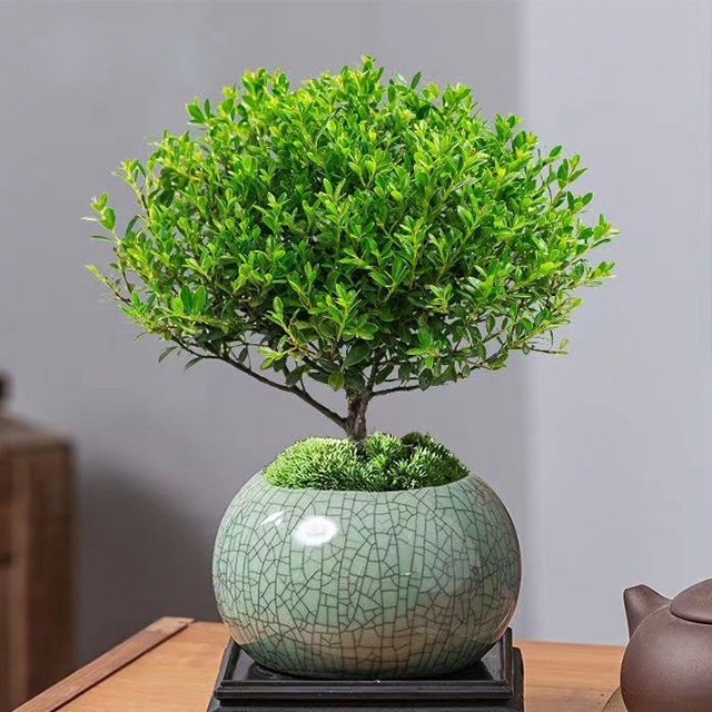 🌿 Small-Leaf Syzygium Bonsai Nature’s Air Purifier. Smells Like Perfume.