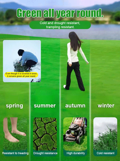 7-Day Germination Grass Seed – Limited Sale of Newest Improved Variety