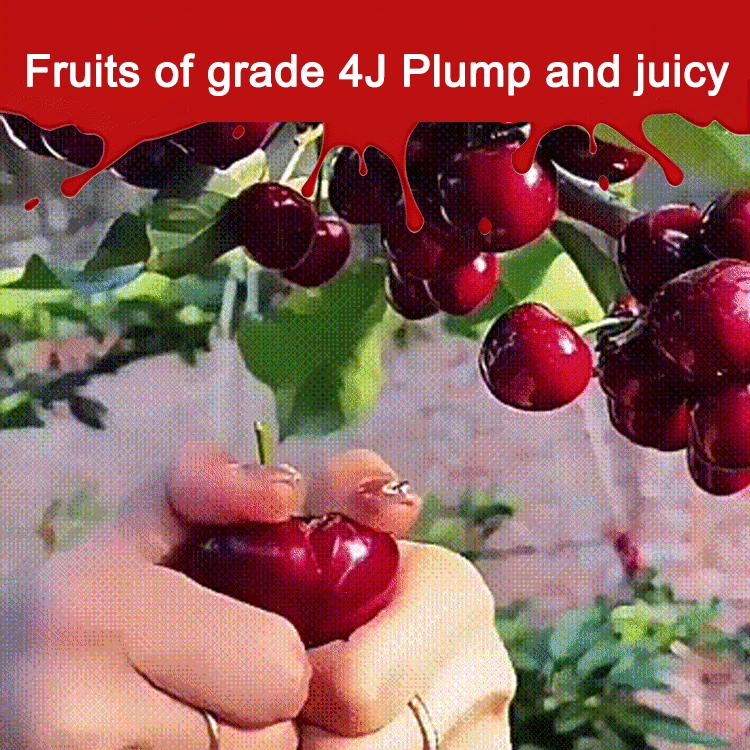 Grow your own Giant "Red Rubies" at home with 2026’s top AG-tech! 🚀 🛡️ ZERO RISK GUARANTEE 30-Day sprouted-or-refund guarantee. We ensure your total success! 🤝