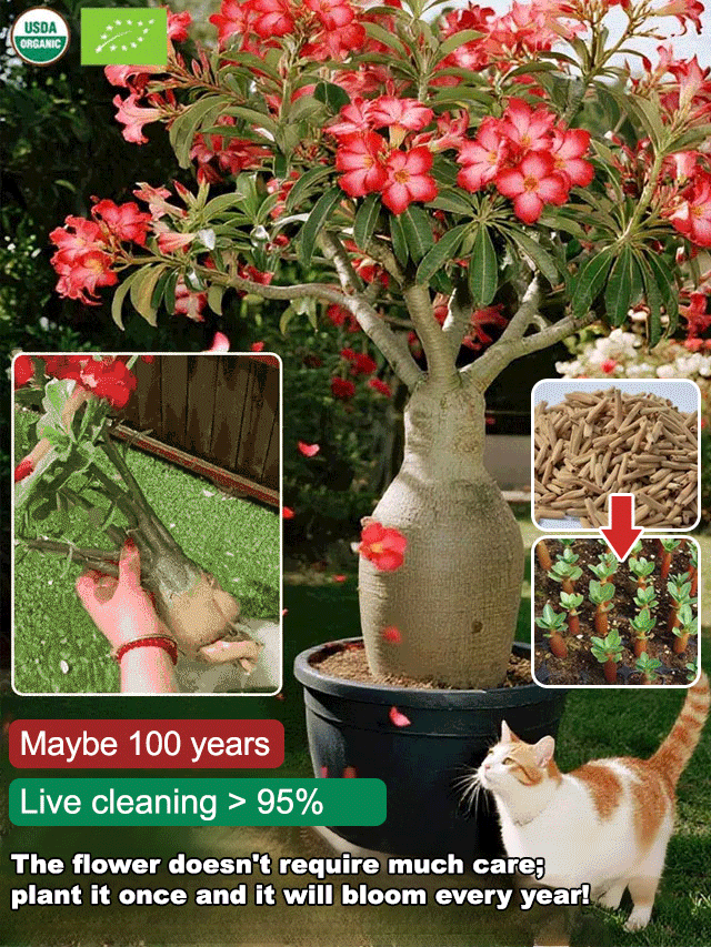 Luxury fragrance, zero fuss. Grows anywhere, thrives on neglect. Fresh from the nursery — guaranteed to bloom or your money back. Only 70 left!