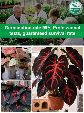 Air-Purifying Caladium Seeds – Repels Mosquitoes, Grows Indoors