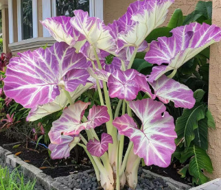 Air-Purifying Caladium Seeds – Repels Mosquitoes, Grows Indoors