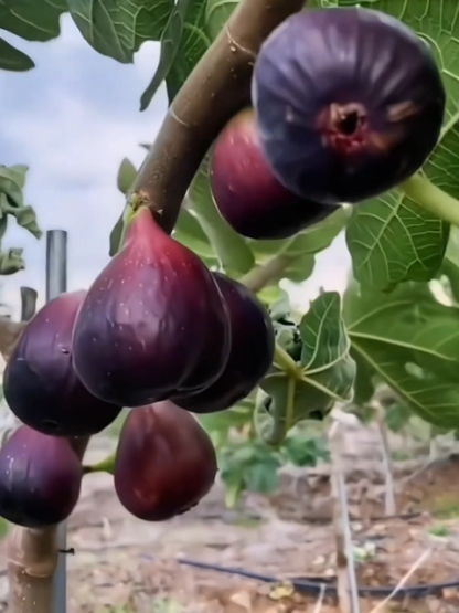 🌿 【100% Growth Guarantee】Greek Heirloom Fig Saplings🌱 Fresh, tree-ripened figs by summer Self-Pollinating • Year-One Harvest • Balcony & Garden Ready • Hardy 