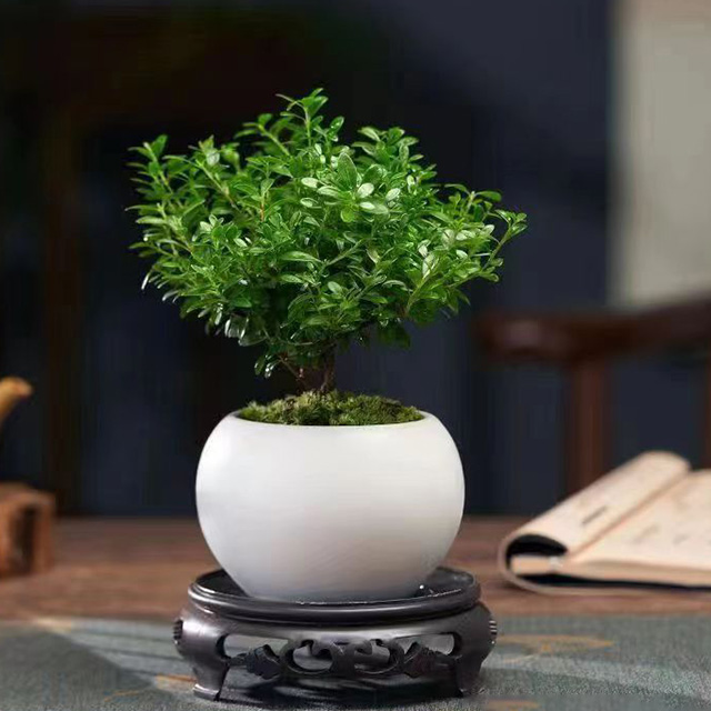 🌿 Small-Leaf Syzygium Bonsai Nature’s Air Purifier. Smells Like Perfume.