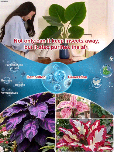 Air-Purifying Caladium Seeds – Repels Mosquitoes, Grows Indoors
