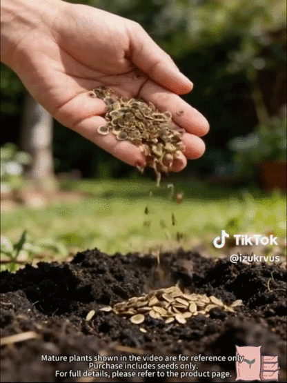 Seeds of multicolored hollyhock flowers