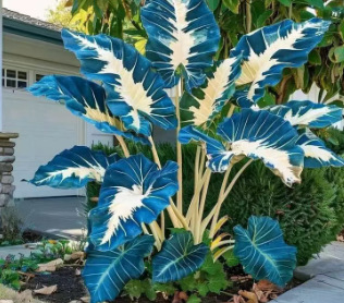 Air-Purifying Caladium Seeds – Repels Mosquitoes, Grows Indoors