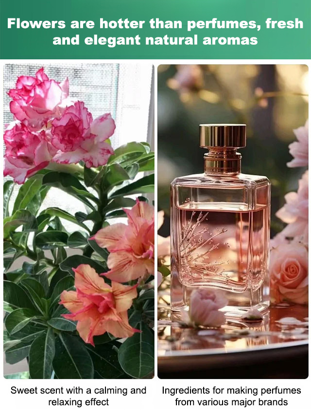 Luxury fragrance, zero fuss. Grows anywhere, thrives on neglect. Fresh from the nursery — guaranteed to bloom or your money back. Only 70 left!