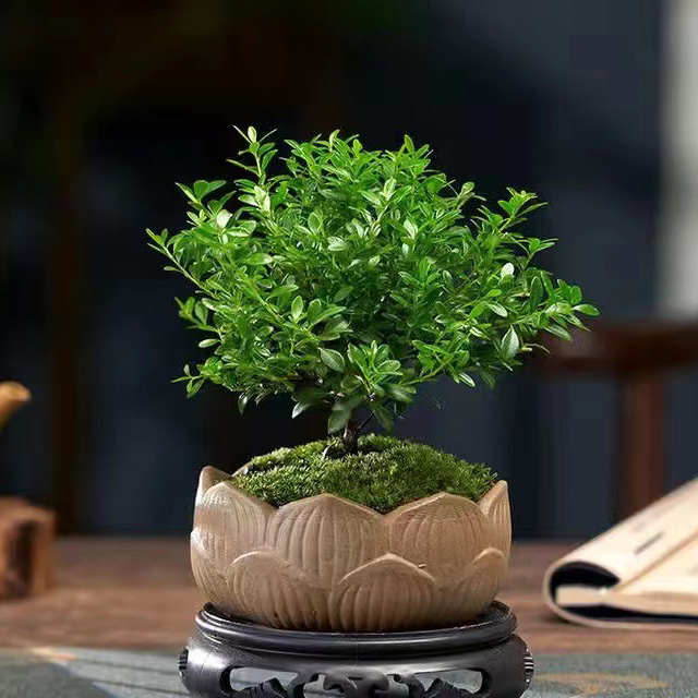 🌿 Small-Leaf Syzygium Bonsai Nature’s Air Purifier. Smells Like Perfume.