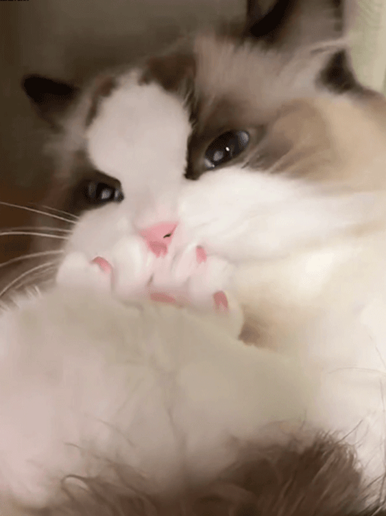 Realistic Electric Plush Cat – 98% Lifelike & Interactive!