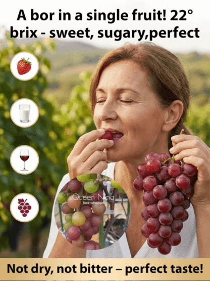 【Naturally Aromatic】Queen Nina Grape Seeds🍇🍷Plant grapevines with built-in wine aroma and create your own exclusive wine at home!