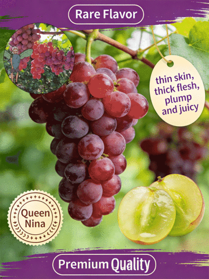 【Naturally Aromatic】Queen Nina Grape Seeds🍇🍷Plant grapevines with built-in wine aroma and create your own exclusive wine at home!