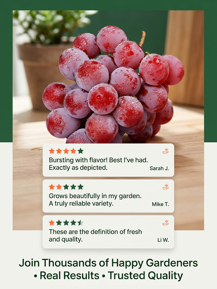 【Naturally Aromatic】Queen Nina Grape Seeds🍇🍷Plant grapevines with built-in wine aroma and create your own exclusive wine at home!