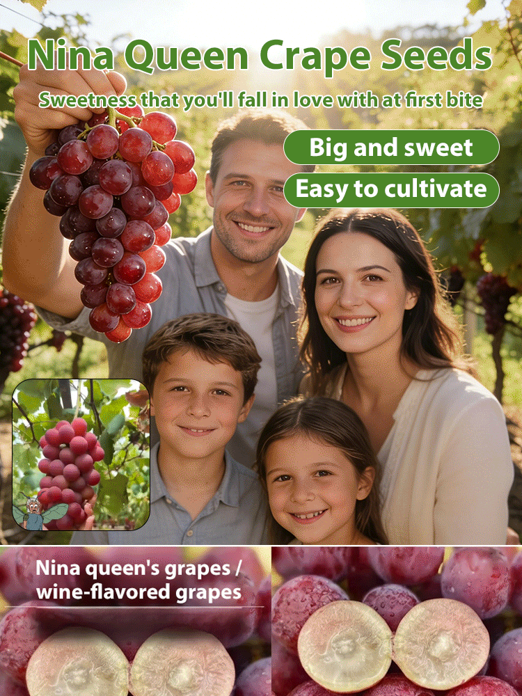 【Naturally Aromatic】Queen Nina Grape Seeds🍇🍷Plant grapevines with built-in wine aroma and create your own exclusive wine at home!