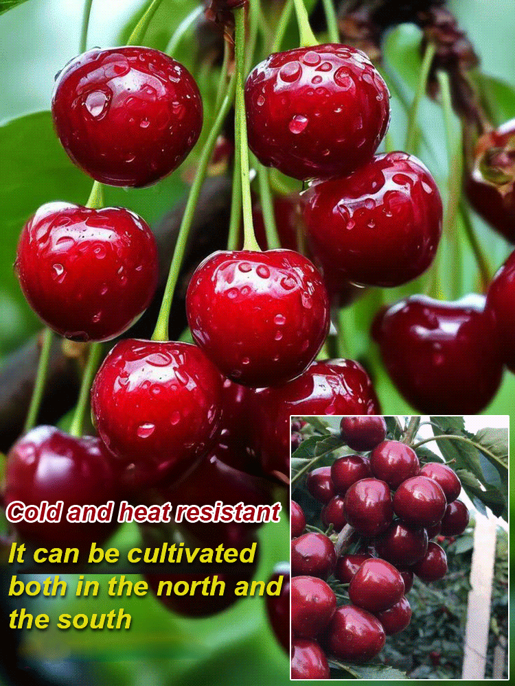 【No fruit, full refund】 Grafted Premium Columnar Cherry – Ready for Harvest from May | Winter-Hardy & Self-Pollinating!