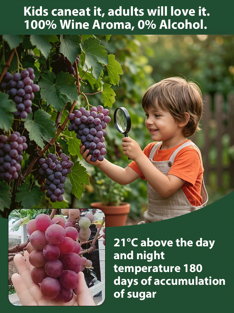 【Naturally Aromatic】Queen Nina Grape Seeds🍇🍷Plant grapevines with built-in wine aroma and create your own exclusive wine at home!