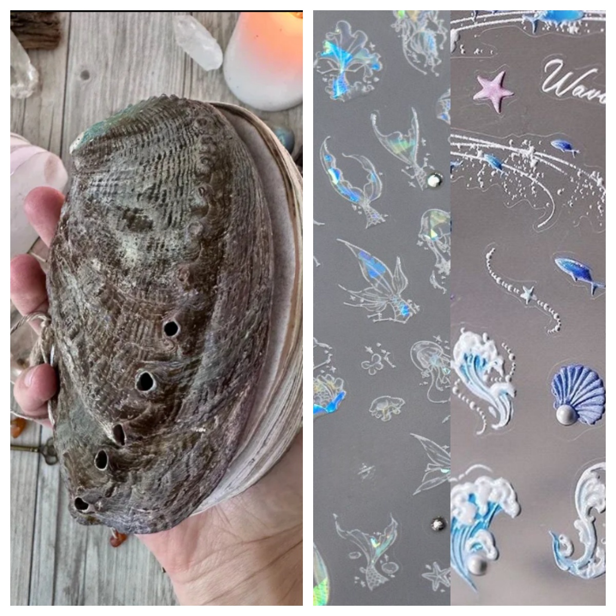 Abalone shell/Lion’s Paw shell/Scallop Shell journal