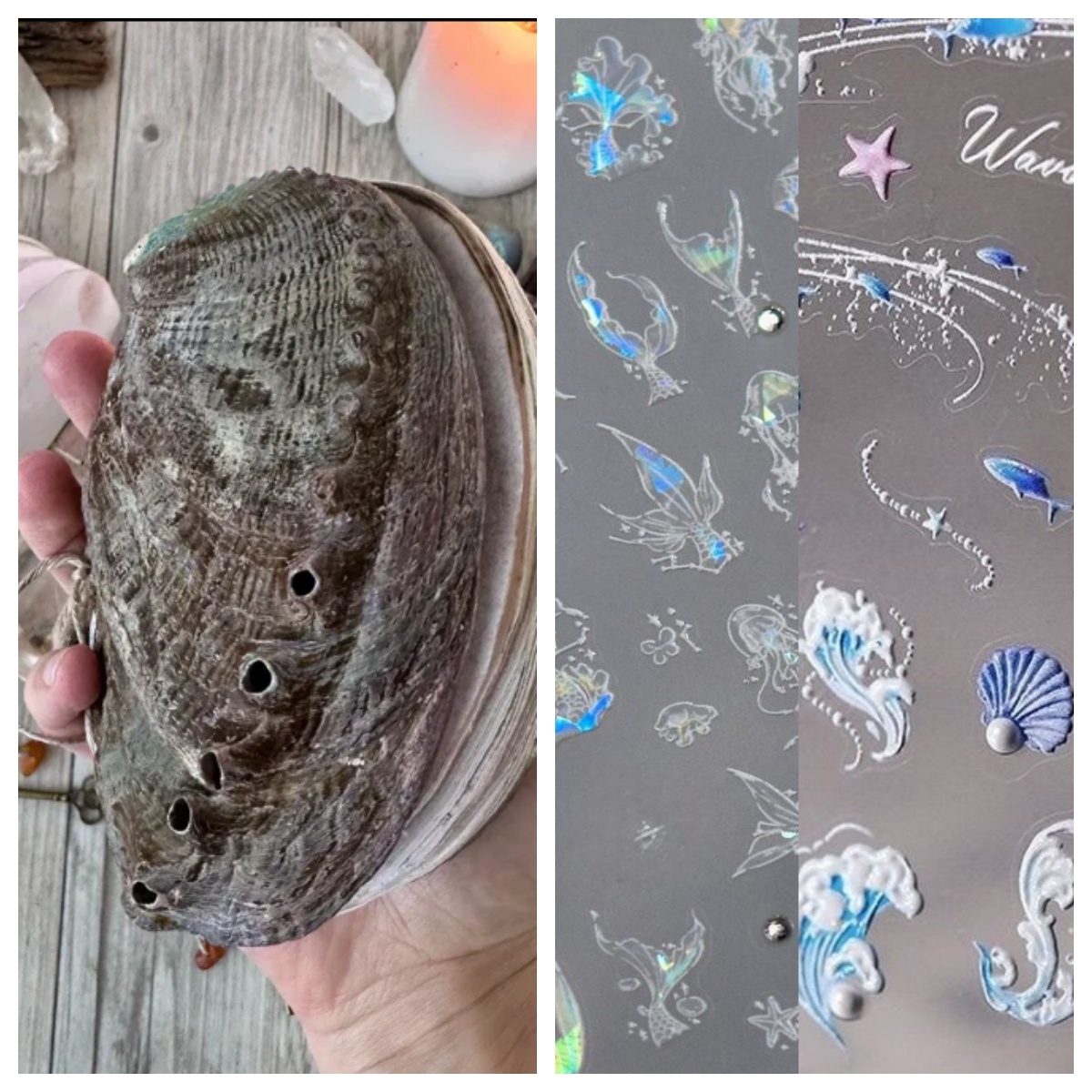 Abalone shell/Lion’s Paw shell/Scallop Shell journal