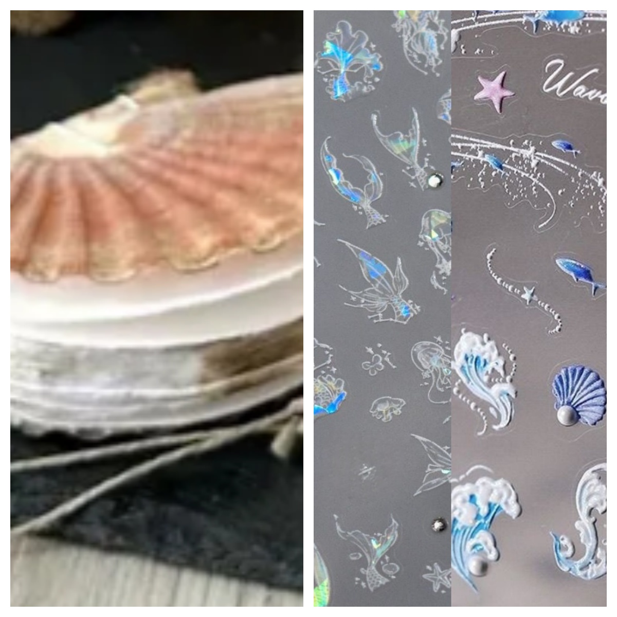 Abalone shell/Lion’s Paw shell/Scallop Shell journal