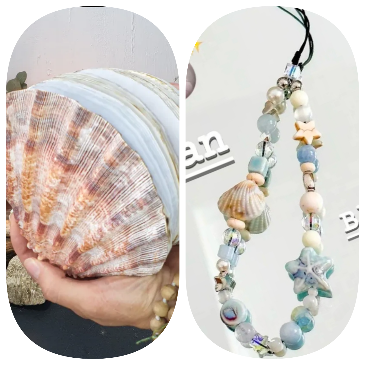 Abalone shell/Lion’s Paw shell/Scallop Shell journal