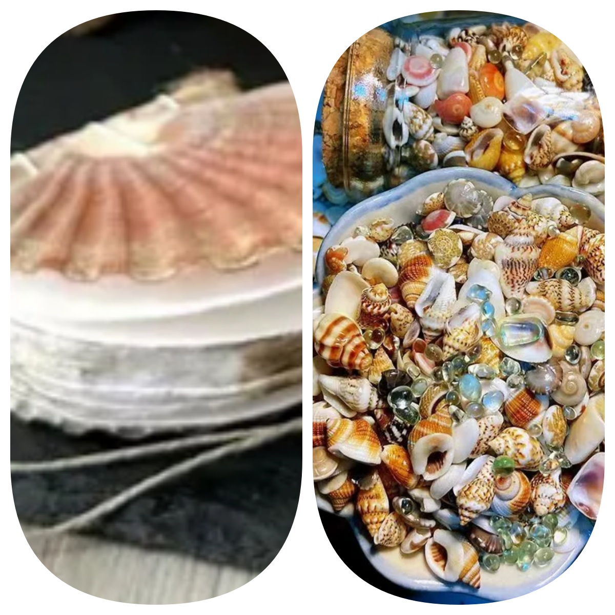 Abalone shell/Lion’s Paw shell/Scallop Shell journal