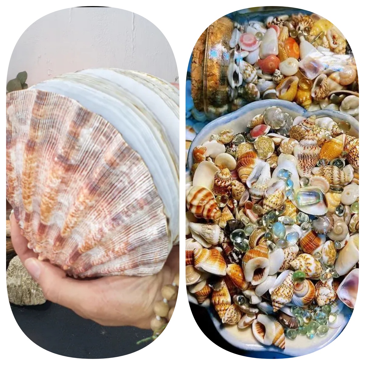 Abalone shell/Lion’s Paw shell/Scallop Shell journal