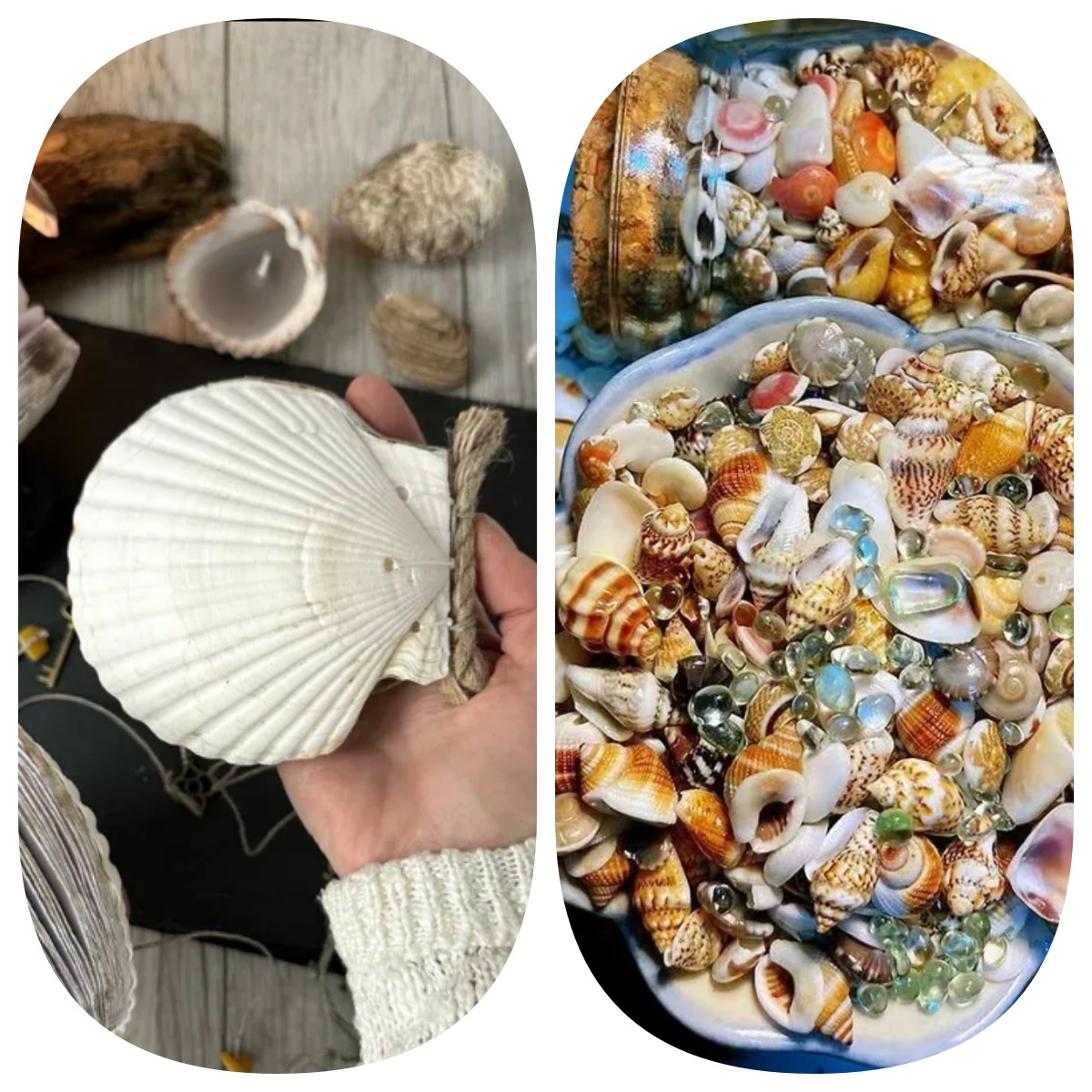 Abalone shell/Lion’s Paw shell/Scallop Shell journal