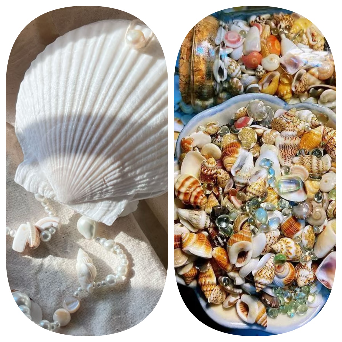 Abalone shell/Lion’s Paw shell/Scallop Shell journal