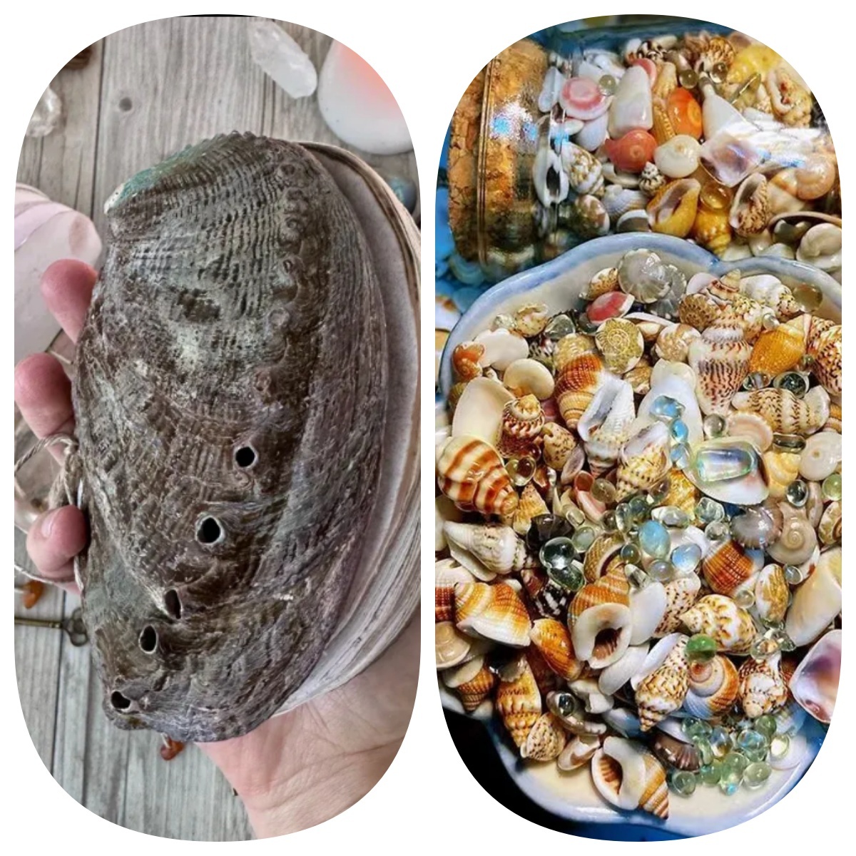 Abalone shell/Lion’s Paw shell/Scallop Shell journal