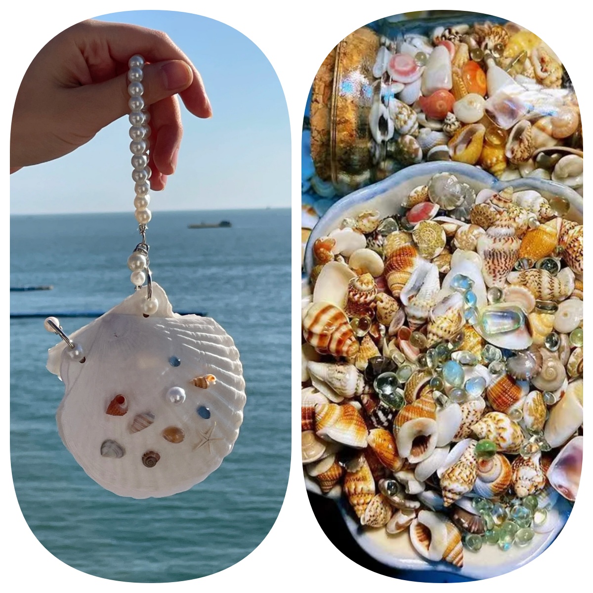 Abalone shell/Lion’s Paw shell/Scallop Shell journal