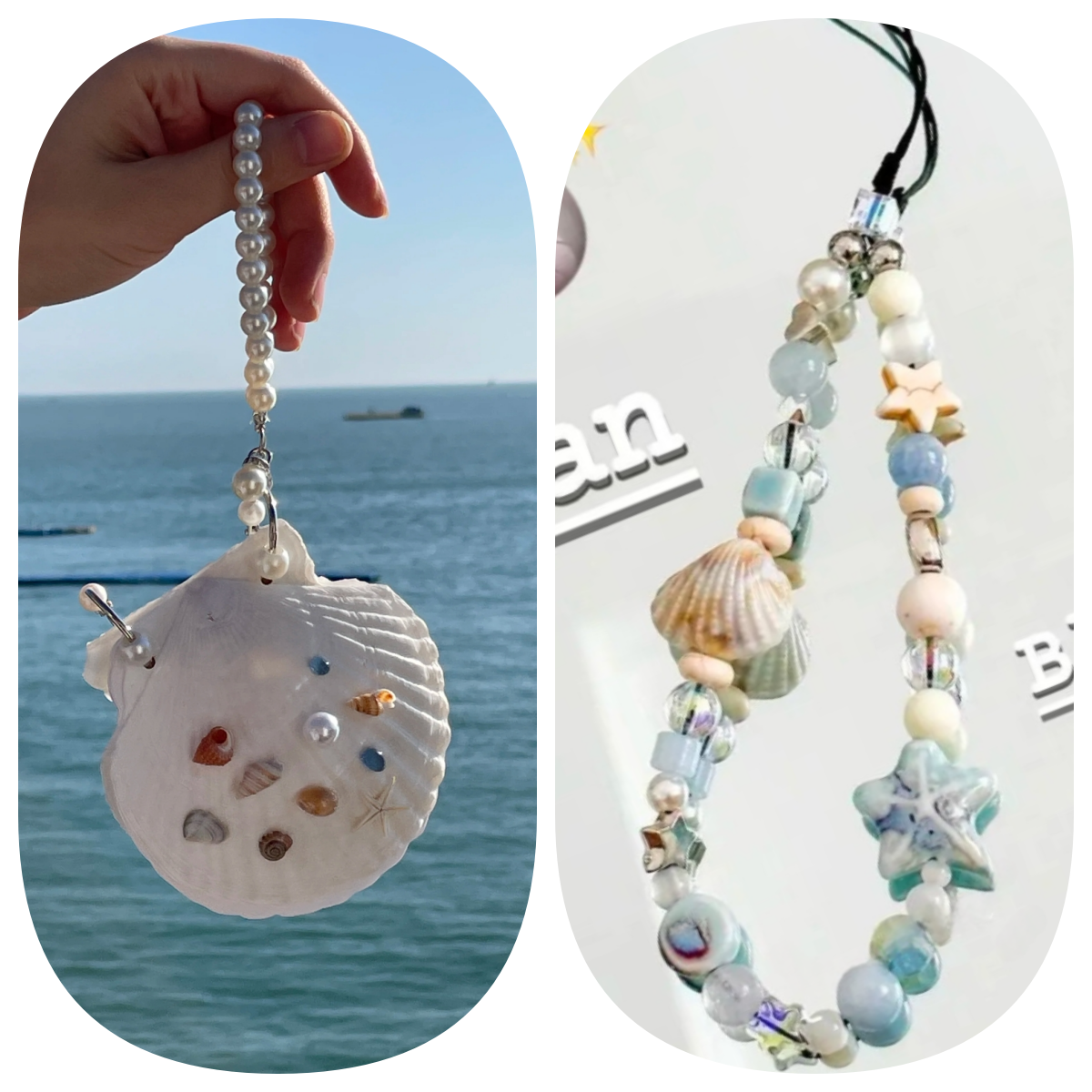 Abalone shell/Lion’s Paw shell/Scallop Shell journal