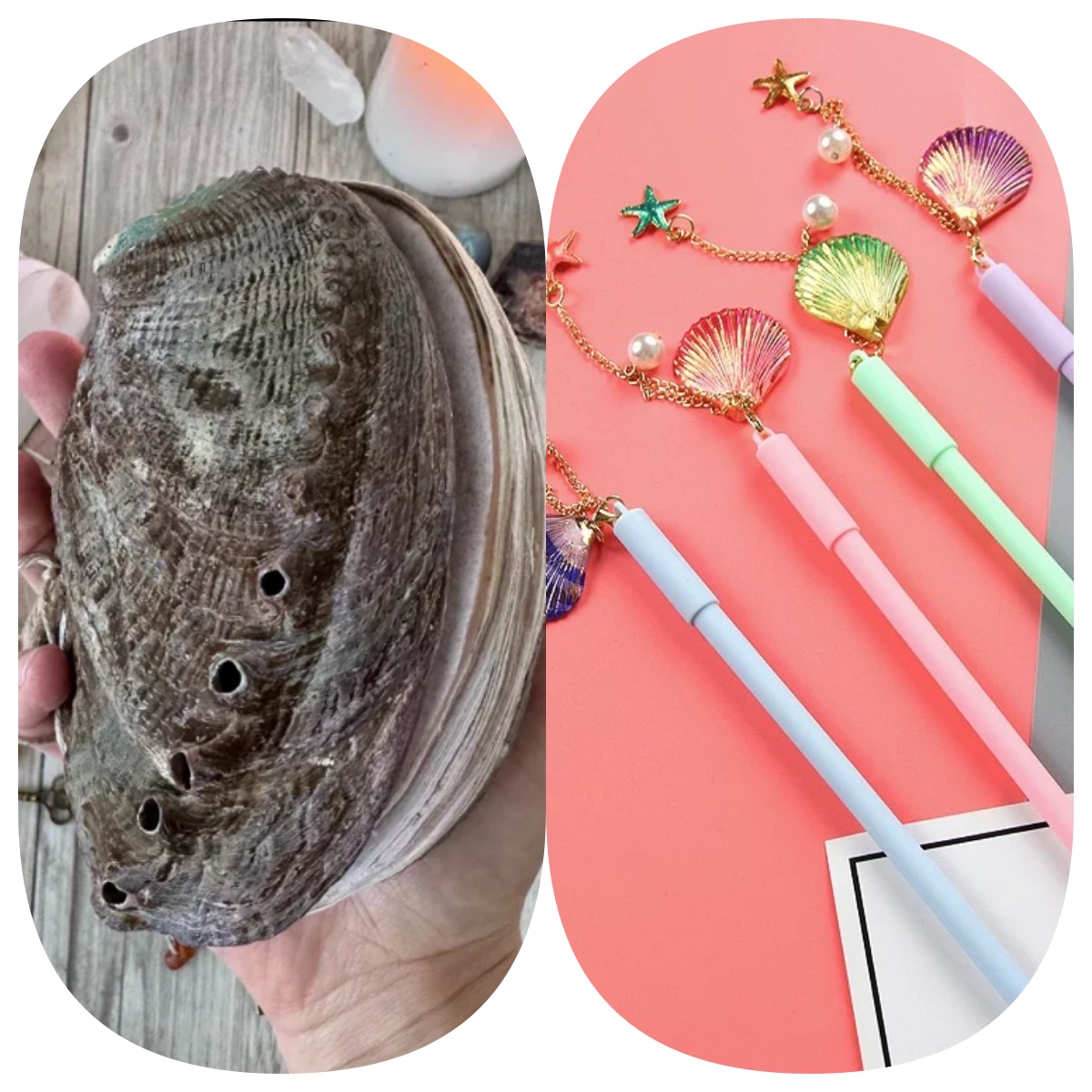 Abalone shell/Lion’s Paw shell/Scallop Shell journal