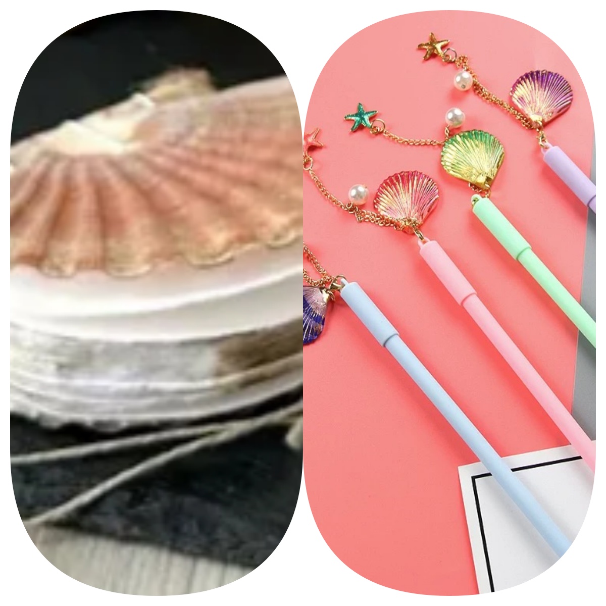 Abalone shell/Lion’s Paw shell/Scallop Shell journal