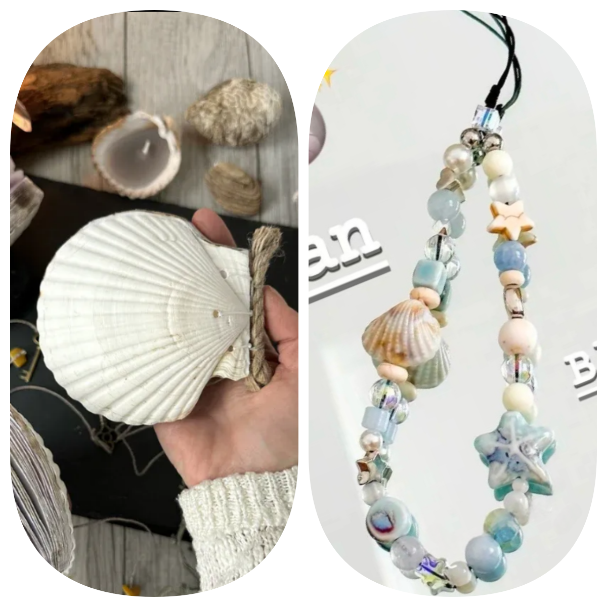 Abalone shell/Lion’s Paw shell/Scallop Shell journal