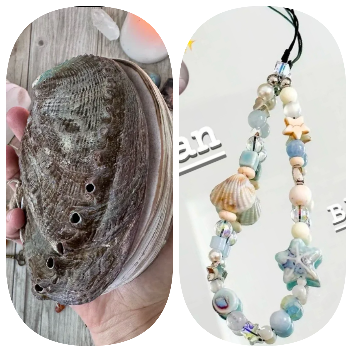 Abalone shell/Lion’s Paw shell/Scallop Shell journal