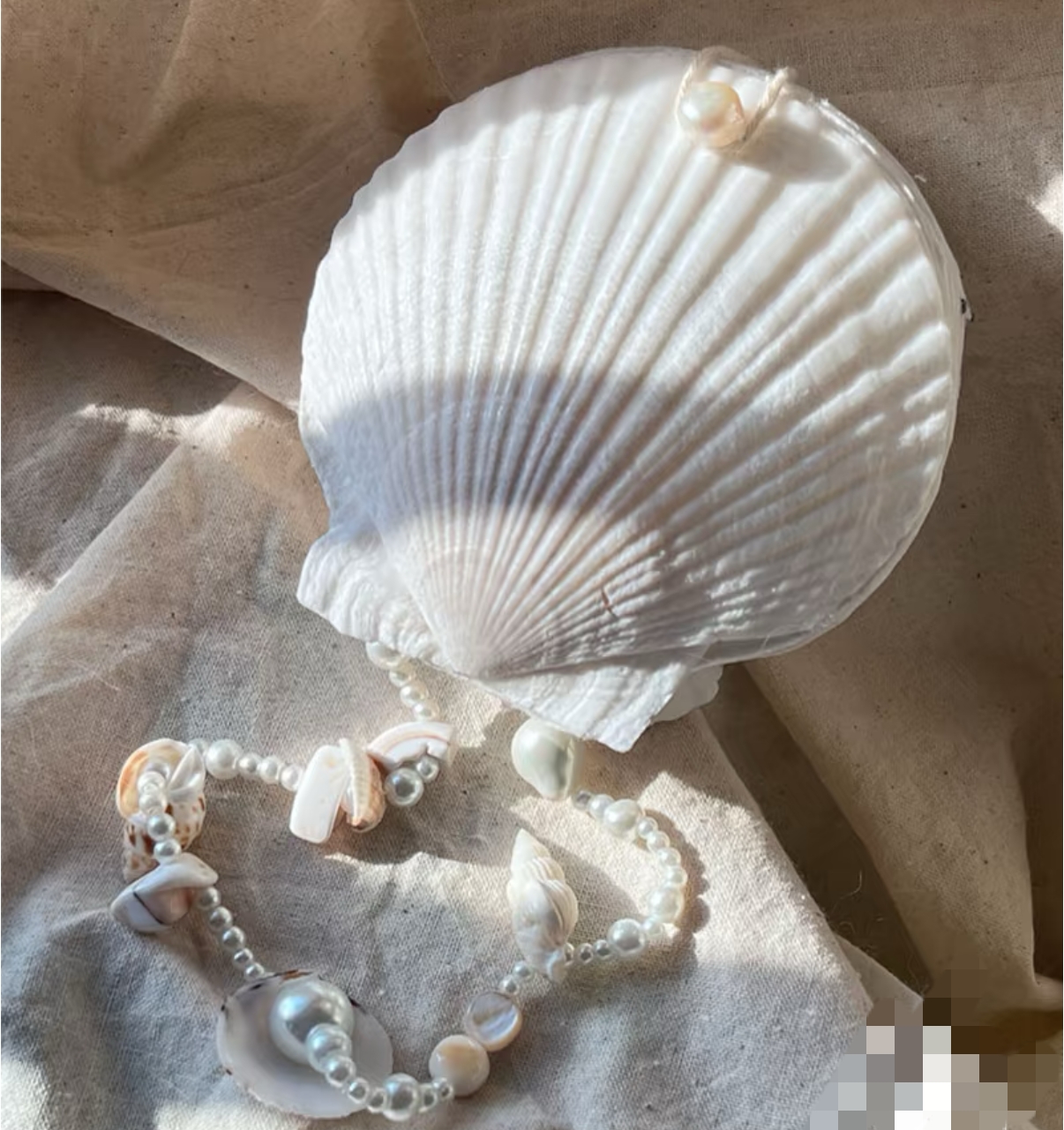 Abalone shell/Lion’s Paw shell/Scallop Shell journal