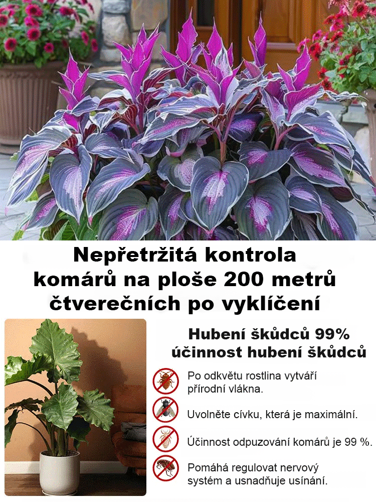 Semena vzácného pestrolistého hosty