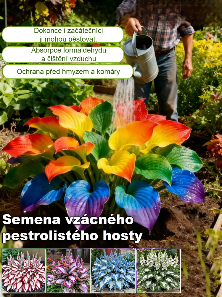 Semena vzácného pestrolistého hosty