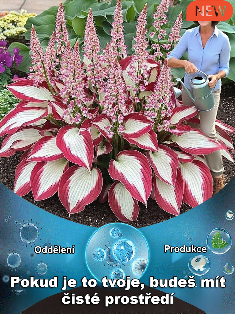 Semena vzácného pestrolistého hosty