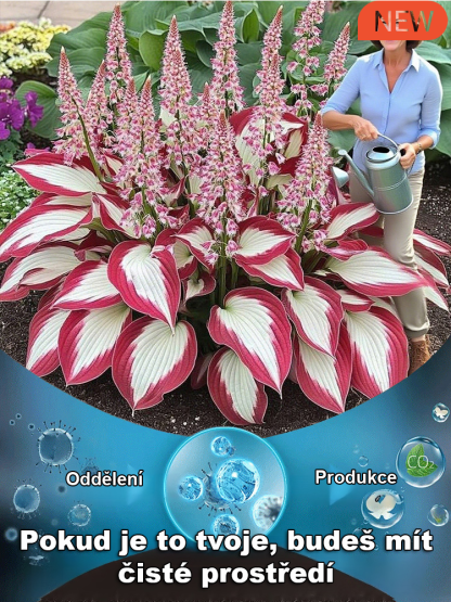 Semena vzácného pestrolistého hosty