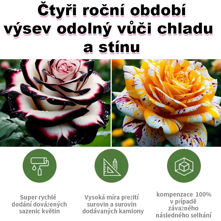 Velohlavá škvrnitá růže