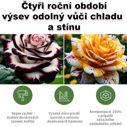 Velohlavá škvrnitá růže