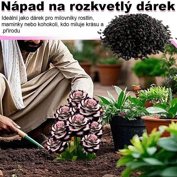 Velohlavá škvrnitá růže