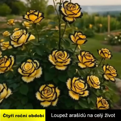 Velohlavá škvrnitá růže