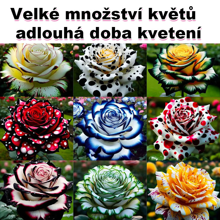 Velohlavá škvrnitá růže