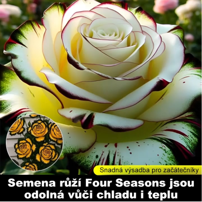 Velohlavá škvrnitá růže