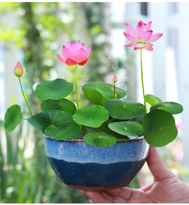 Mini water lilies that can be grown in a bowl—just add water and they thrive, making them very easy to care for!