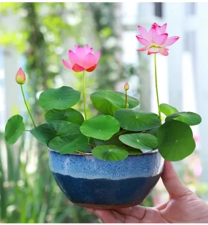 Mini water lilies that can be grown in a bowl—just add water and they thrive, making them very easy to care for!