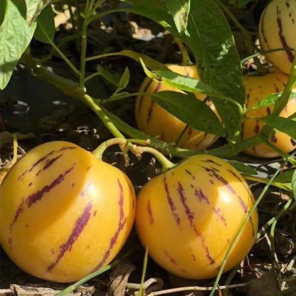 Planting Pepino melons in your balcony or small garden can easily help you achieve fruit freedom! 